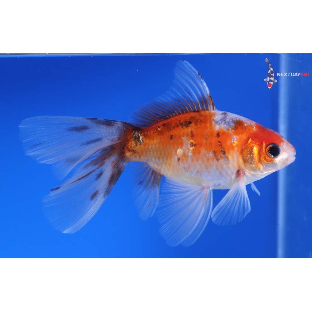 5” Imported Male Bristol Shubunkin