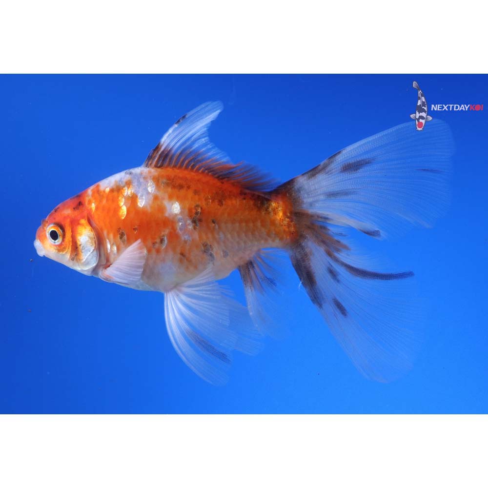 5” Imported Male Bristol Shubunkin