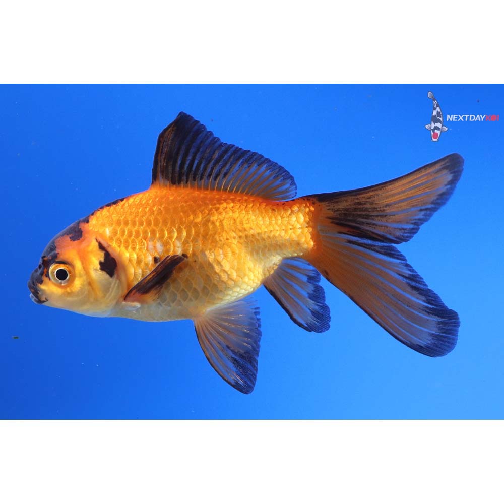 4.5” Imported Red Panda Comet