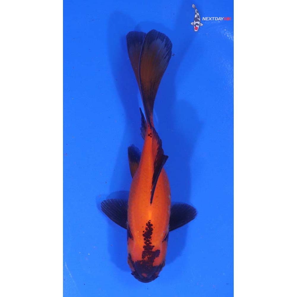 4.5” Imported Red Panda Comet