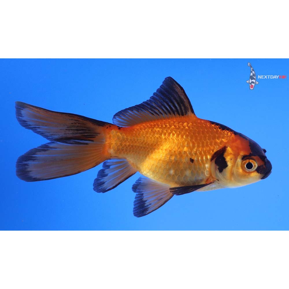 4.5” Imported Red Panda Comet