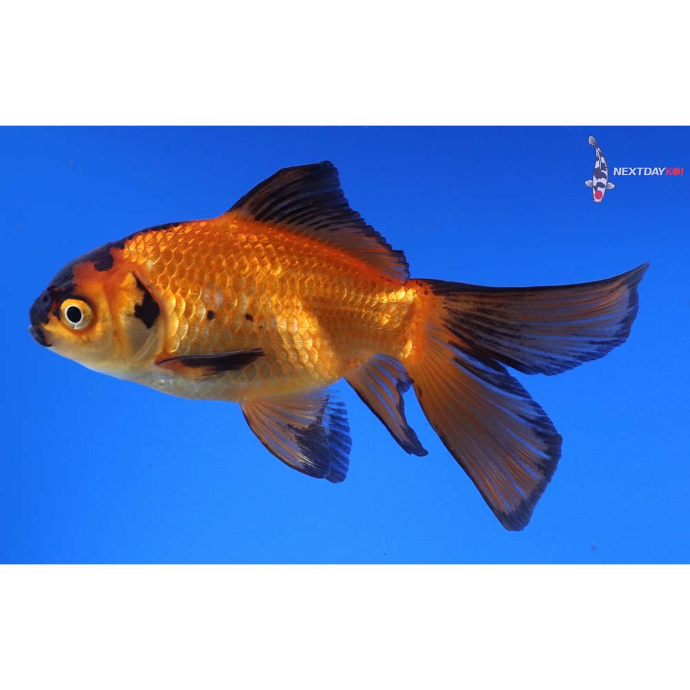 4.5” Imported Red Panda Comet