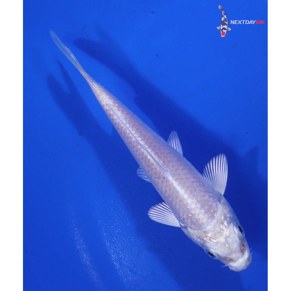 4” Imported Platinum Ogon