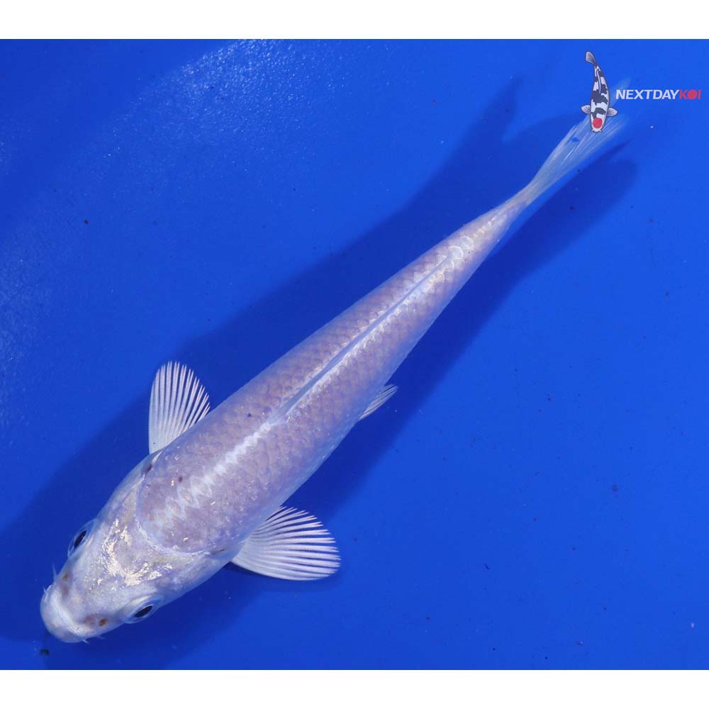 4” Imported Platinum Ogon