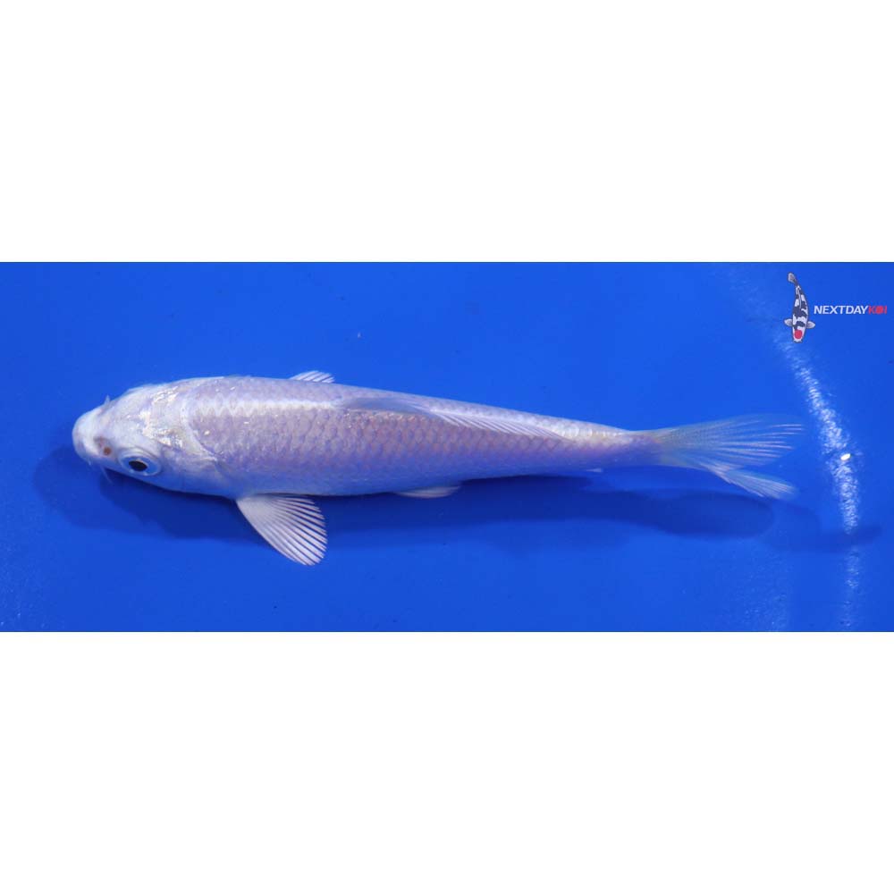 4” Imported Platinum Ogon