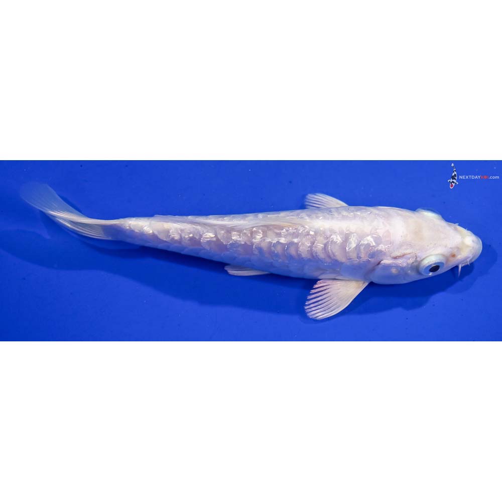 5.5” Imported Gin Rin Armor Scaled Platinum Ogon