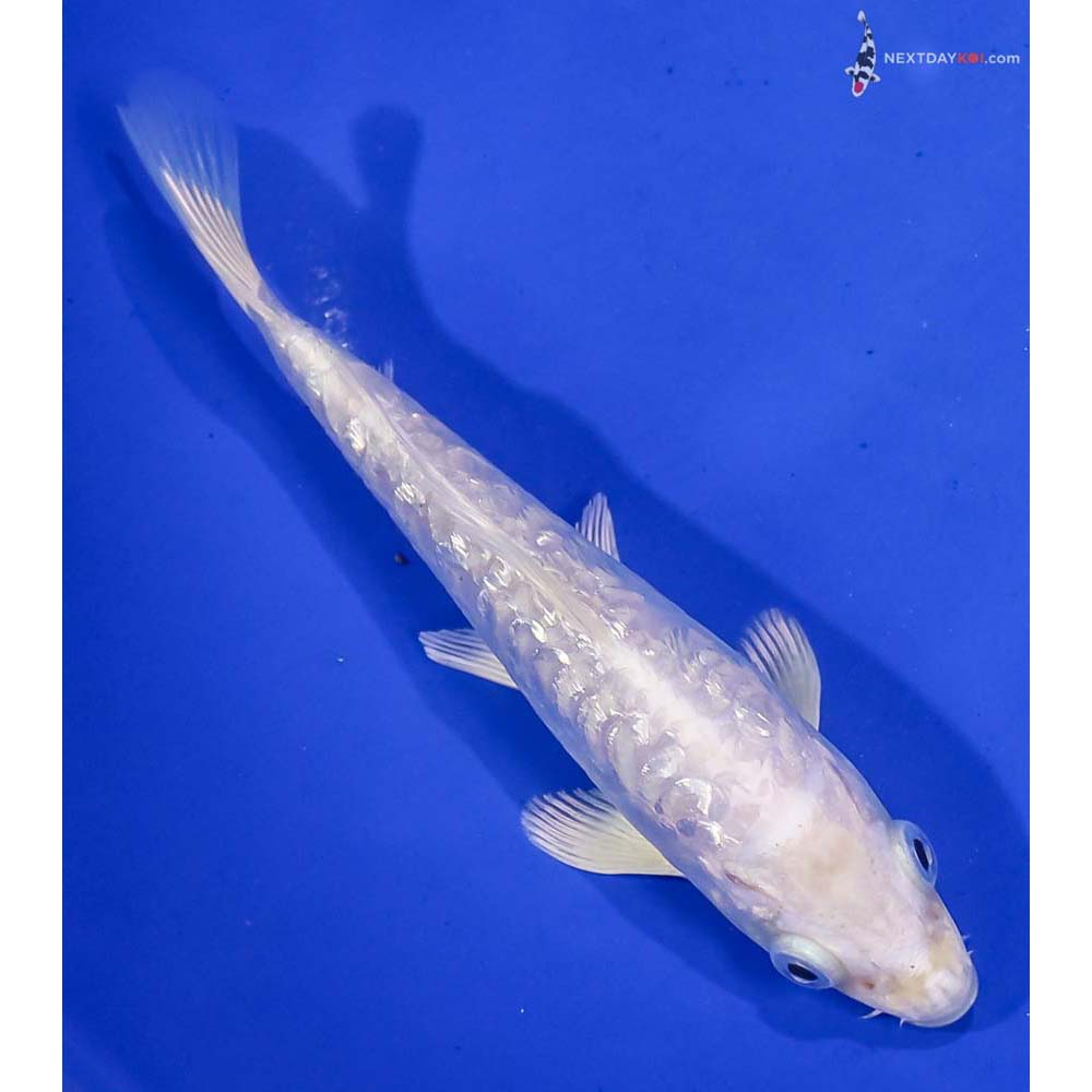 5.5” Imported Gin Rin Armor Scaled Platinum Ogon