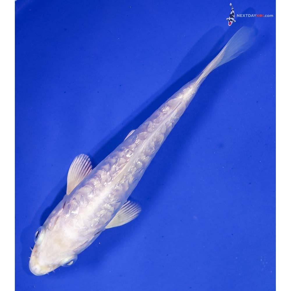 5.5” Imported Gin Rin Armor Scaled Platinum Ogon