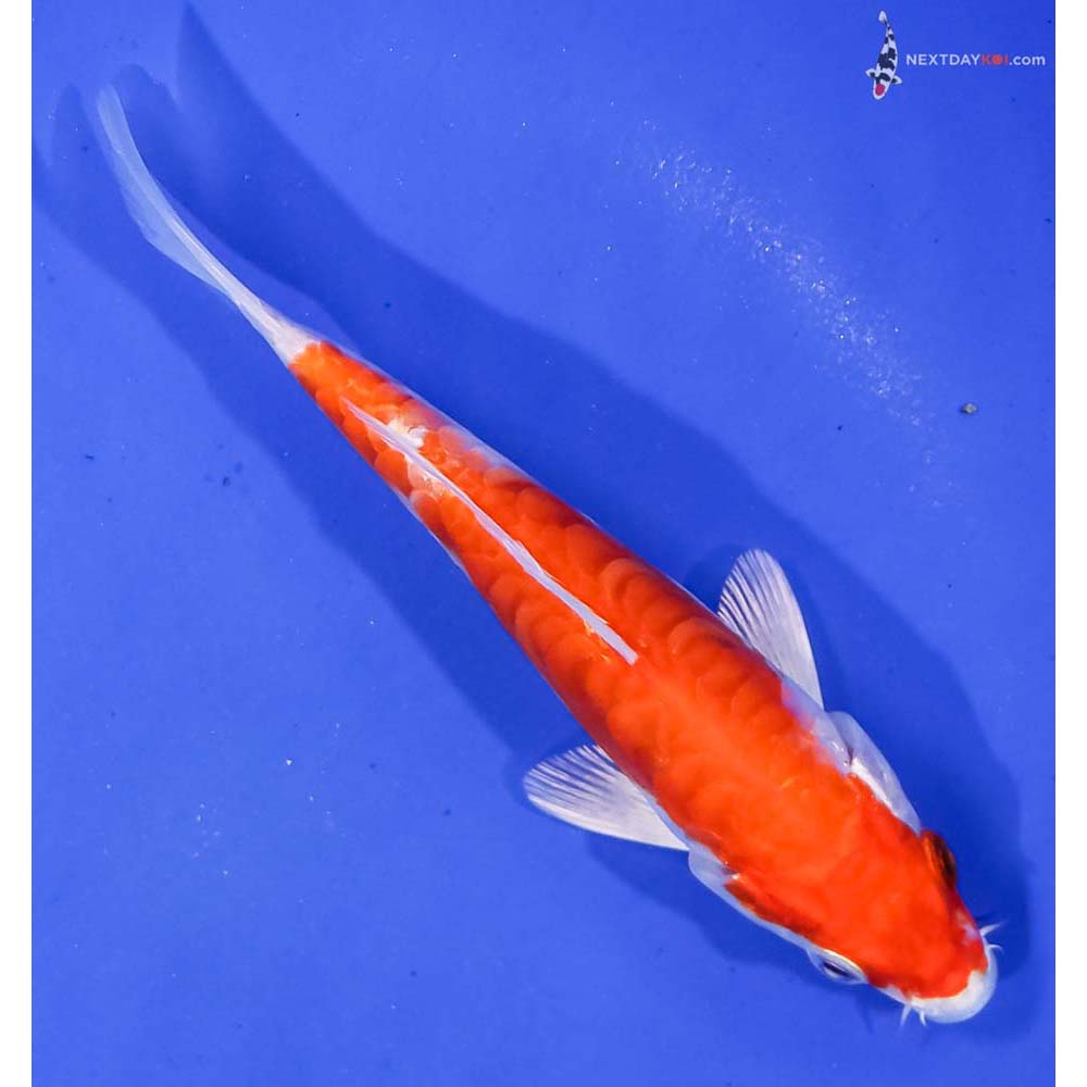 5.5” Imported Kikusui