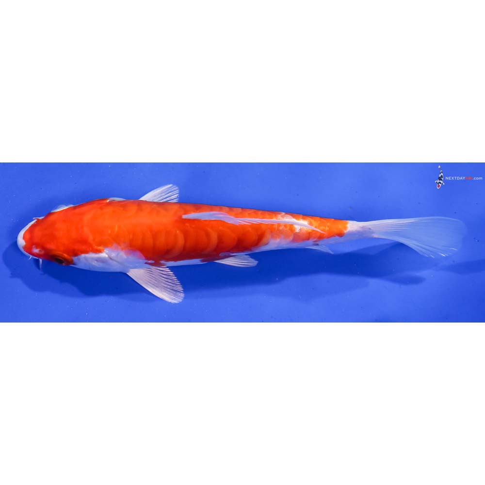 5.5” Imported Kikusui