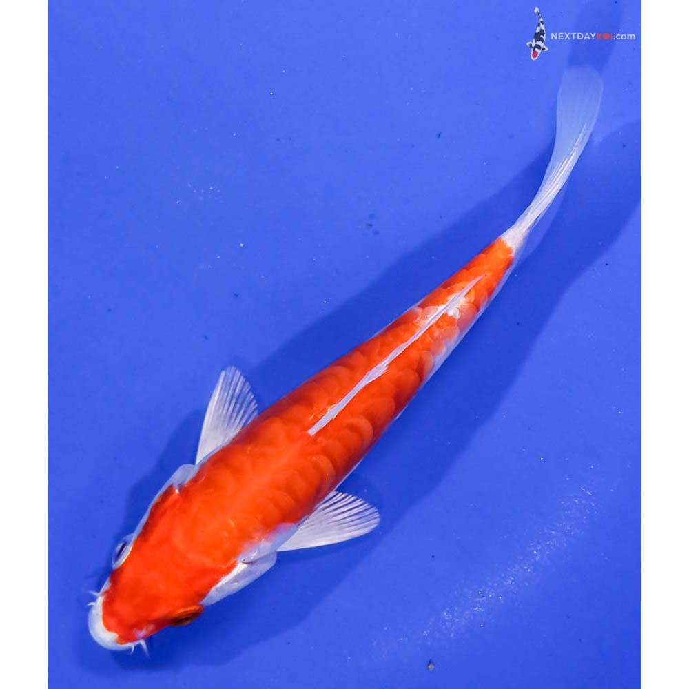 5.5” Imported Kikusui