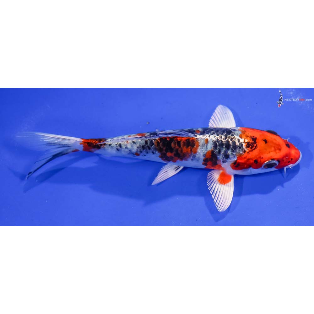 6” Imported Yamato Nishiki