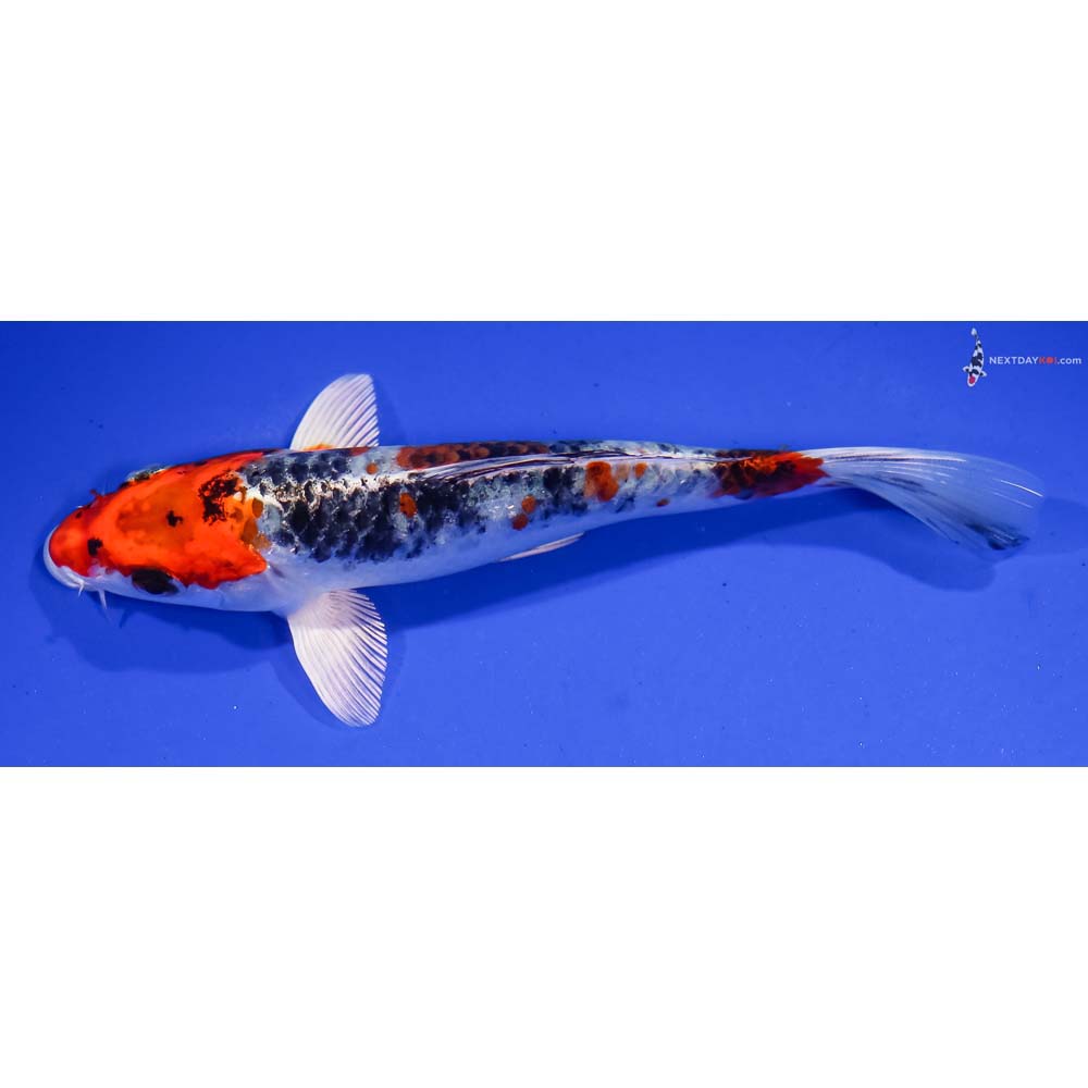 6” Imported Yamato Nishiki