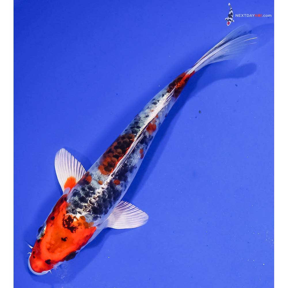 6” Imported Yamato Nishiki