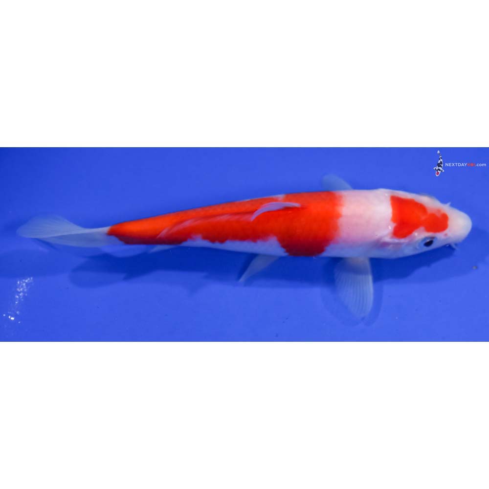 6” Imported Kohaku