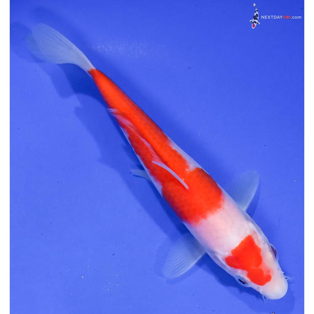 6” Imported Kohaku