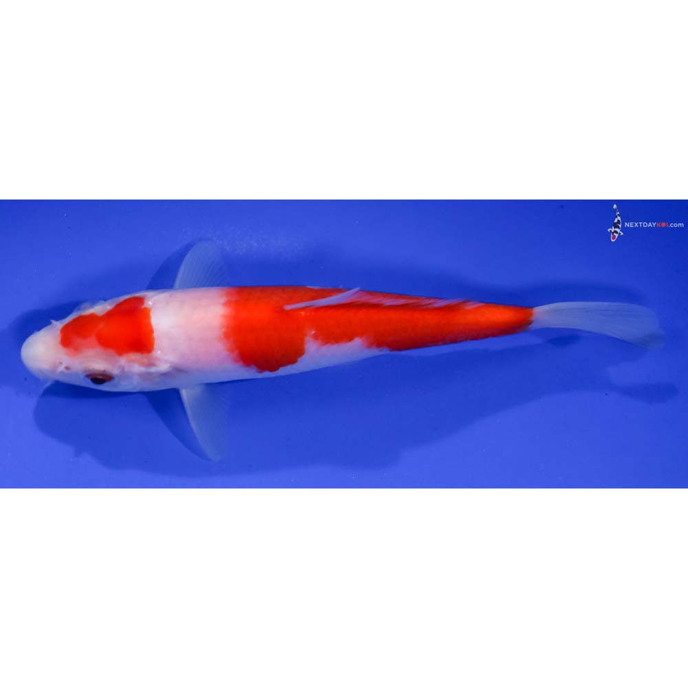 6” Imported Kohaku