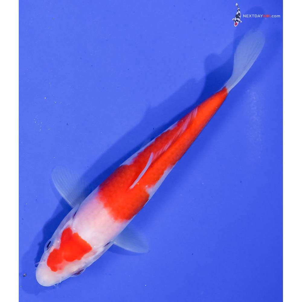 6” Imported Kohaku