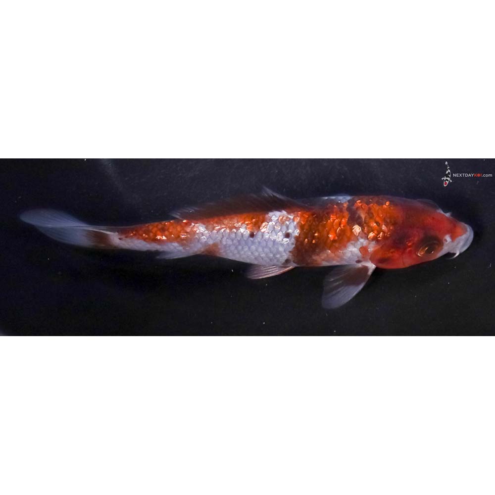 6” Imported Gin Rin Ochiba Shigure