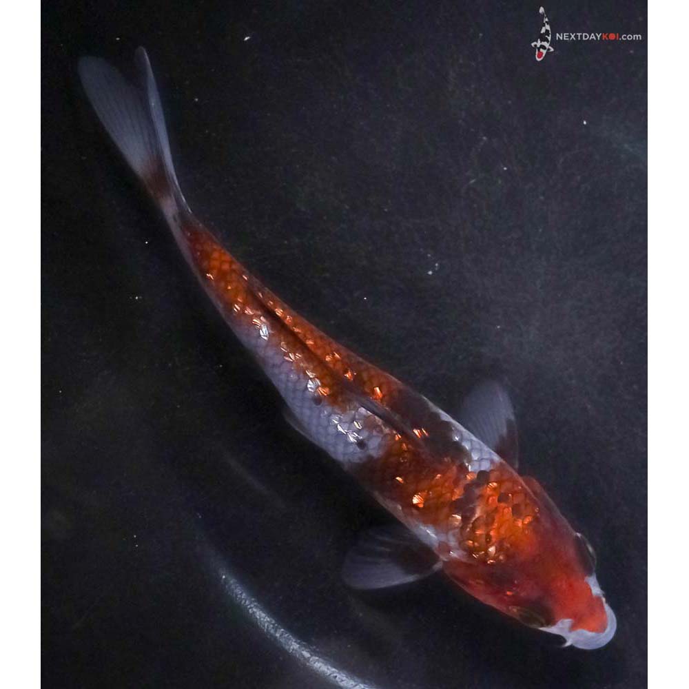 6” Imported Gin Rin Ochiba Shigure