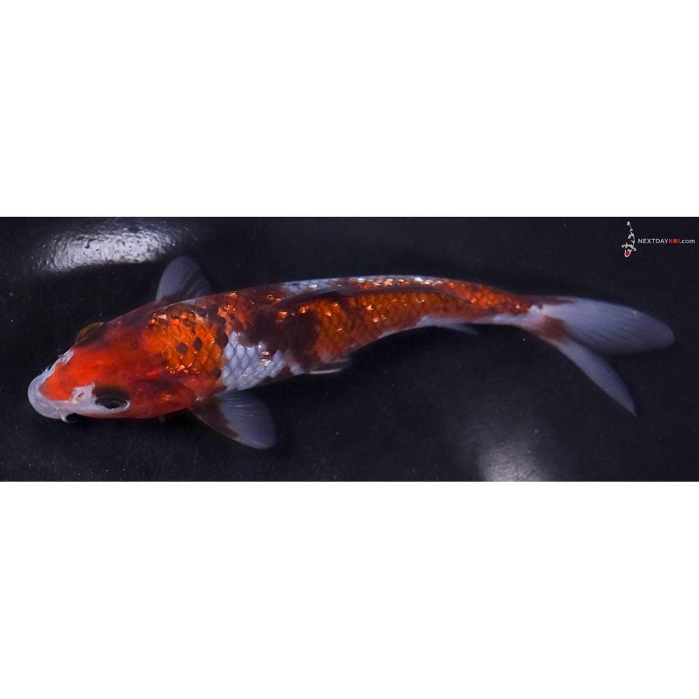 6” Imported Gin Rin Ochiba Shigure