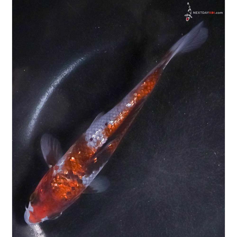 6” Imported Gin Rin Ochiba Shigure