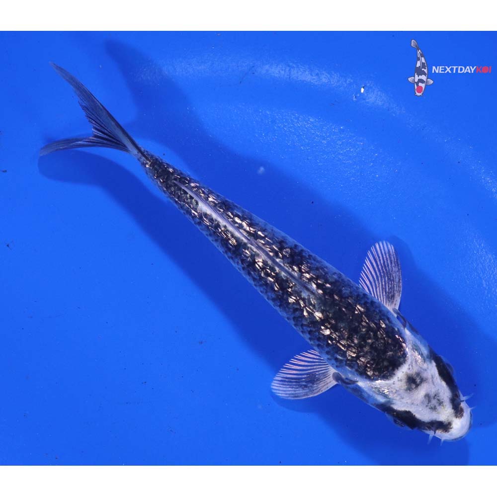 4.5” Imported Gin Rin Gin Matsuba