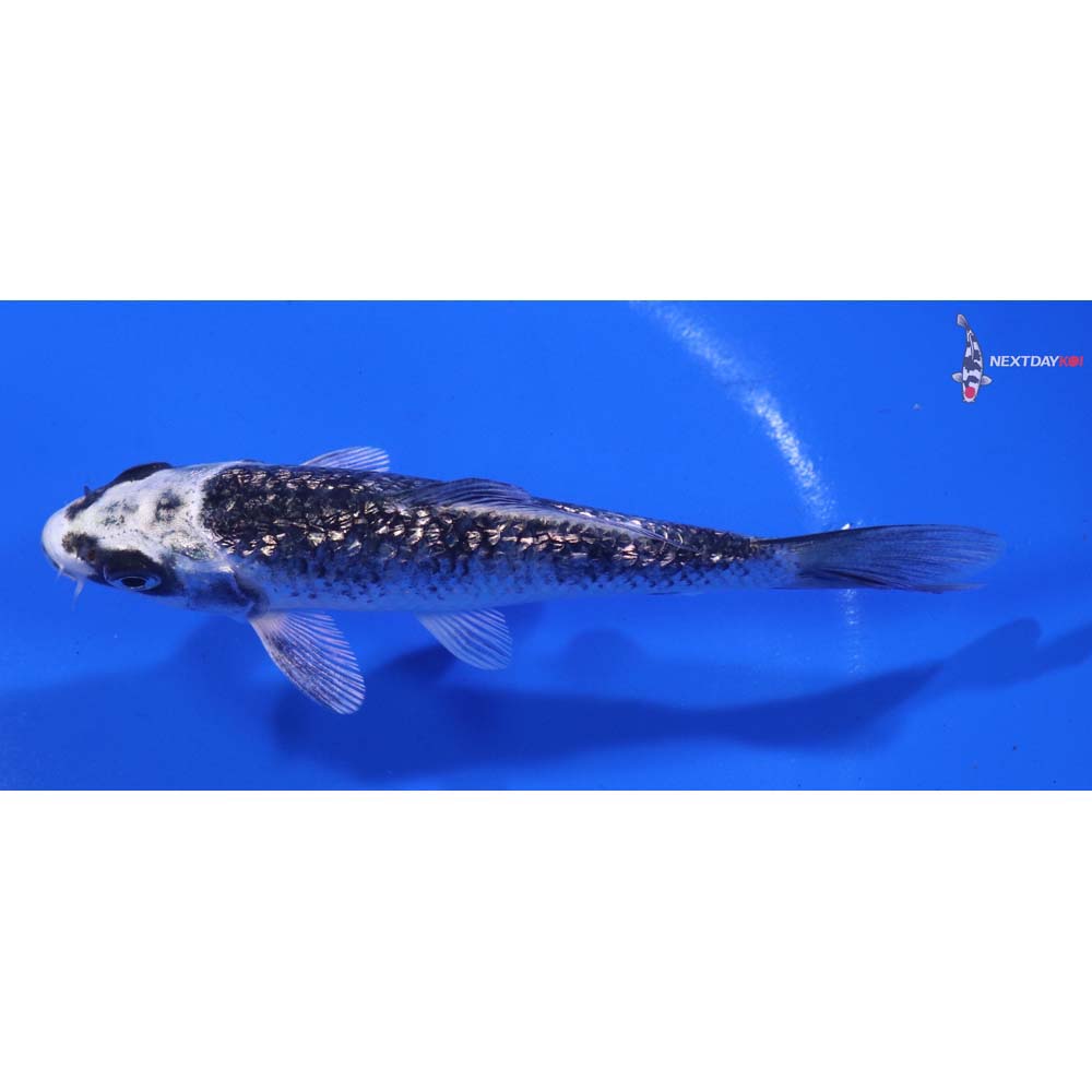 4.5” Imported Gin Rin Gin Matsuba