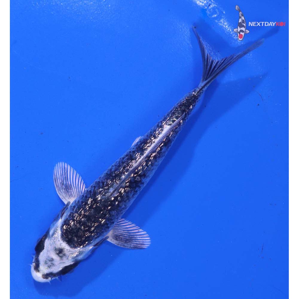 4.5” Imported Gin Rin Gin Matsuba