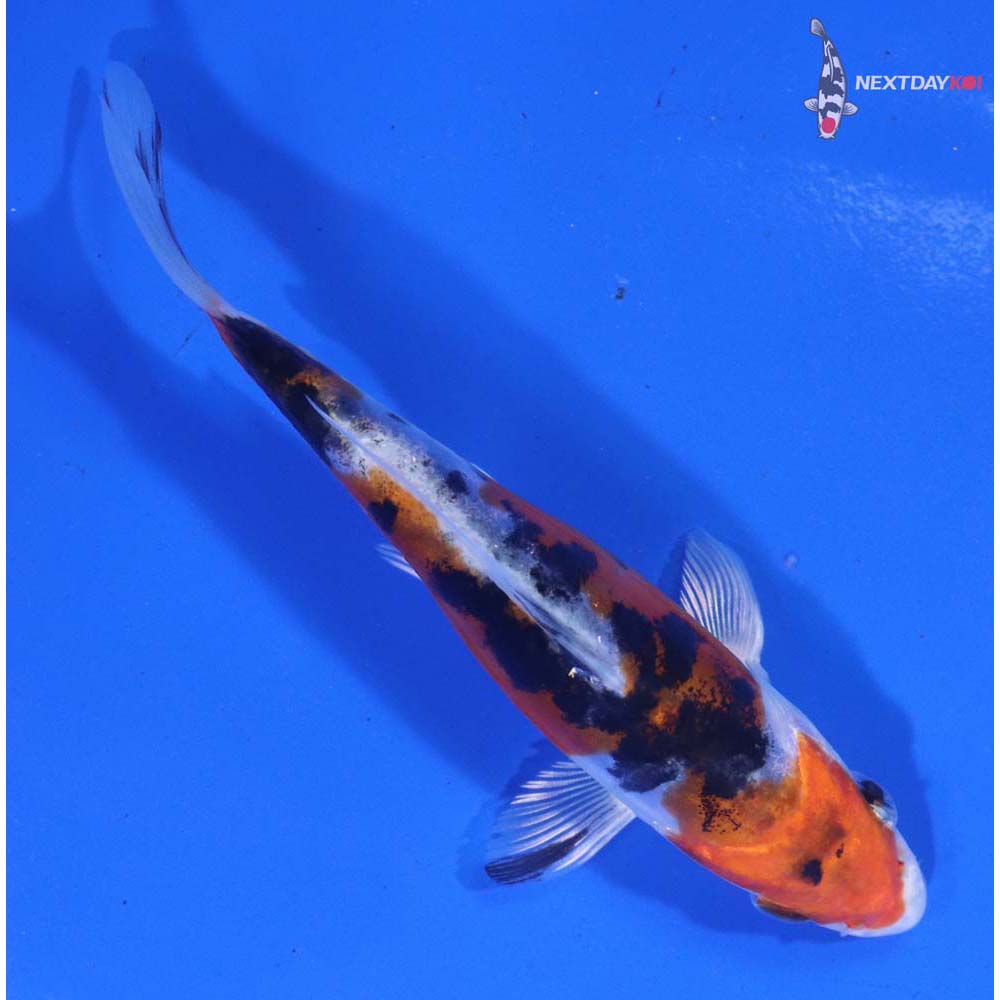 4.5” Imported Heisei Nishiki