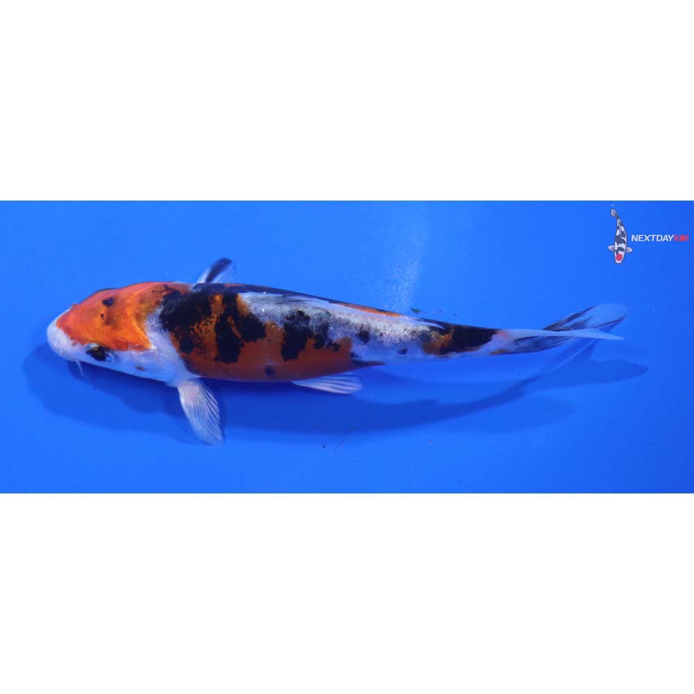 4.5” Imported Heisei Nishiki
