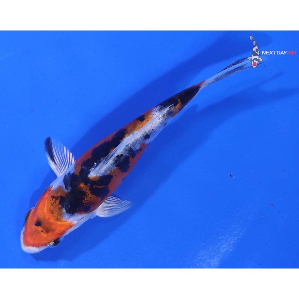 4.5” Imported Heisei Nishiki