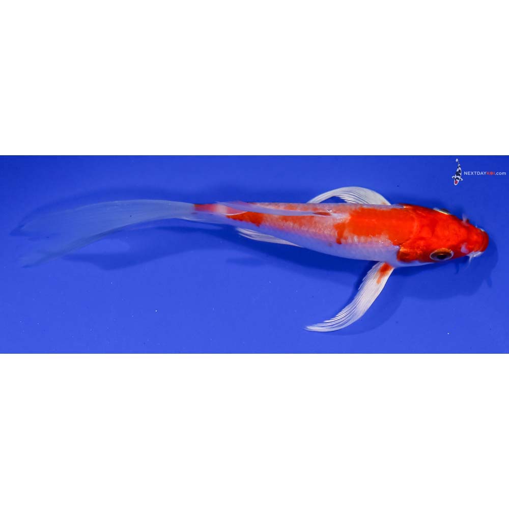 5.5” Imported Hariwake Butterfly Koi