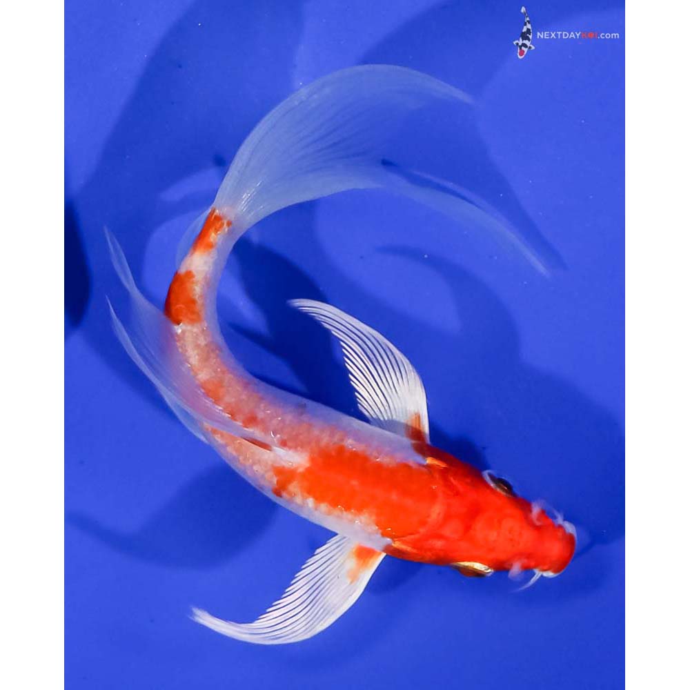 5.5” Imported Hariwake Butterfly Koi