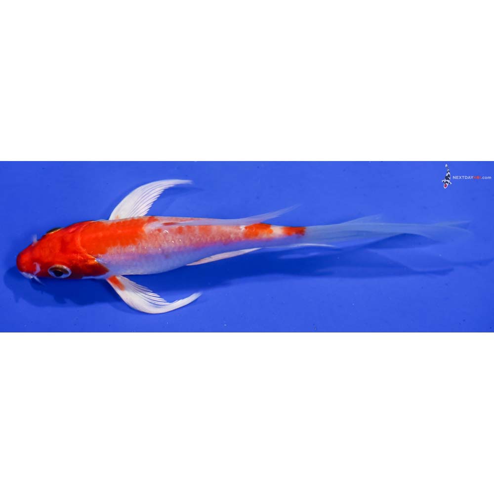 5.5” Imported Hariwake Butterfly Koi