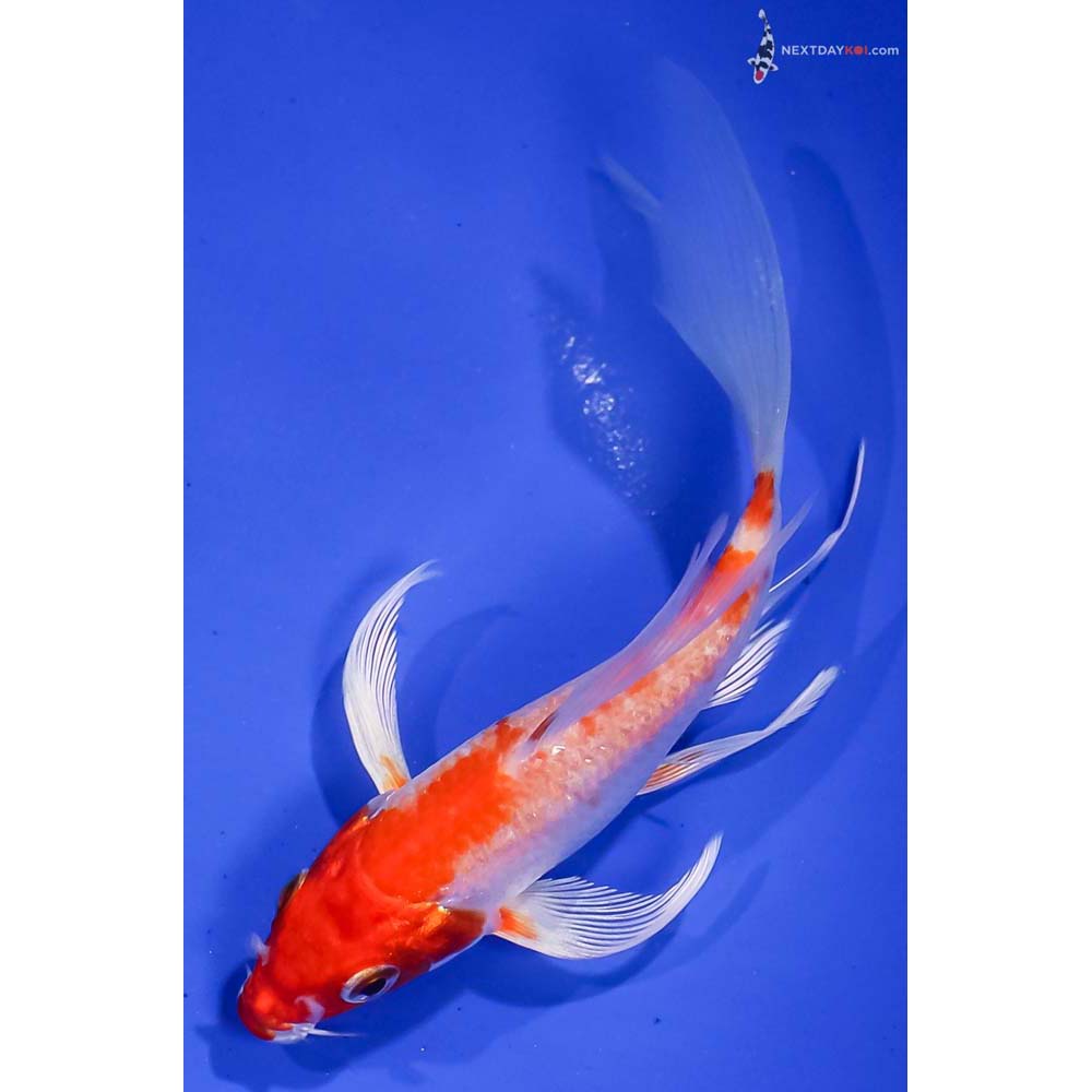 5.5” Imported Hariwake Butterfly Koi