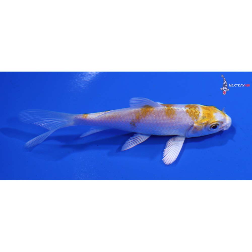 3.5” Imported Lemon Hariwake Butterfly Koi