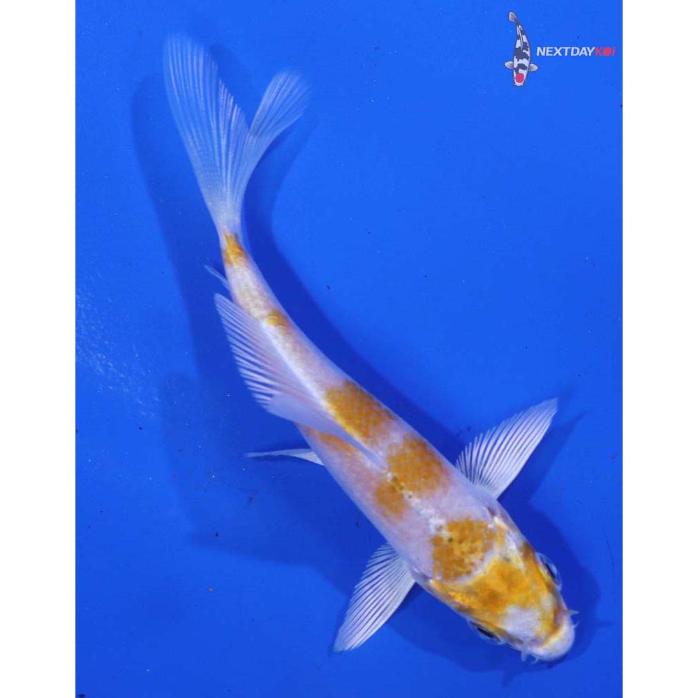 3.5” Imported Lemon Hariwake Butterfly Koi