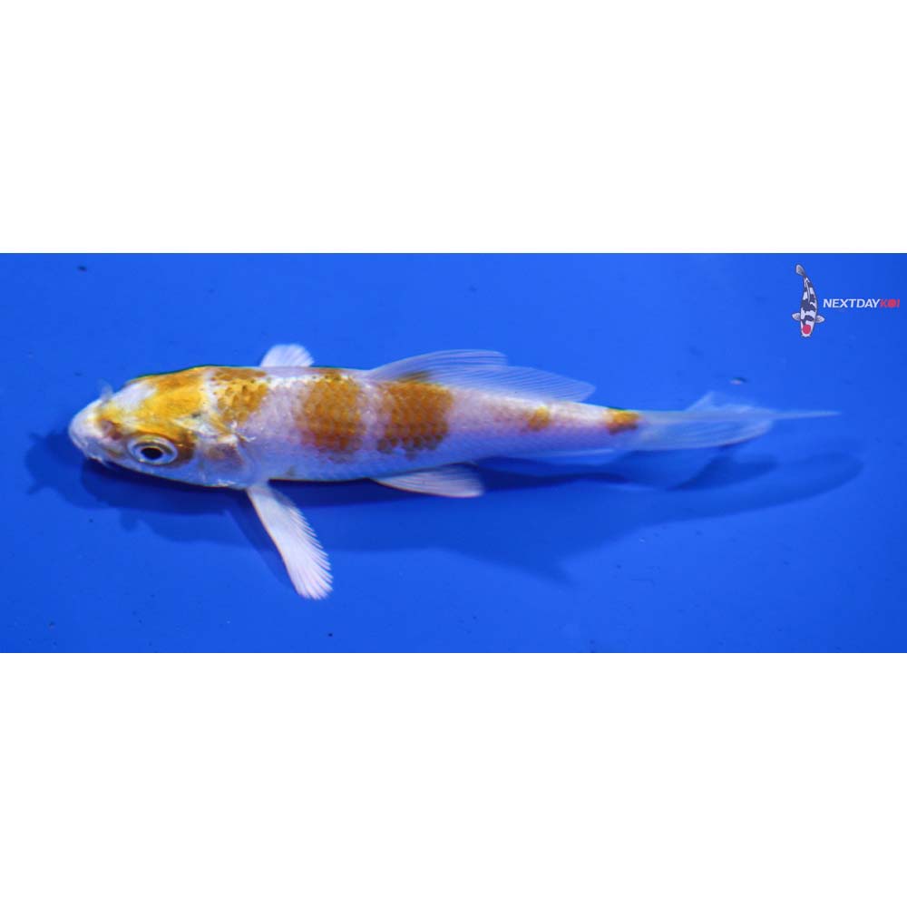 3.5” Imported Lemon Hariwake Butterfly Koi
