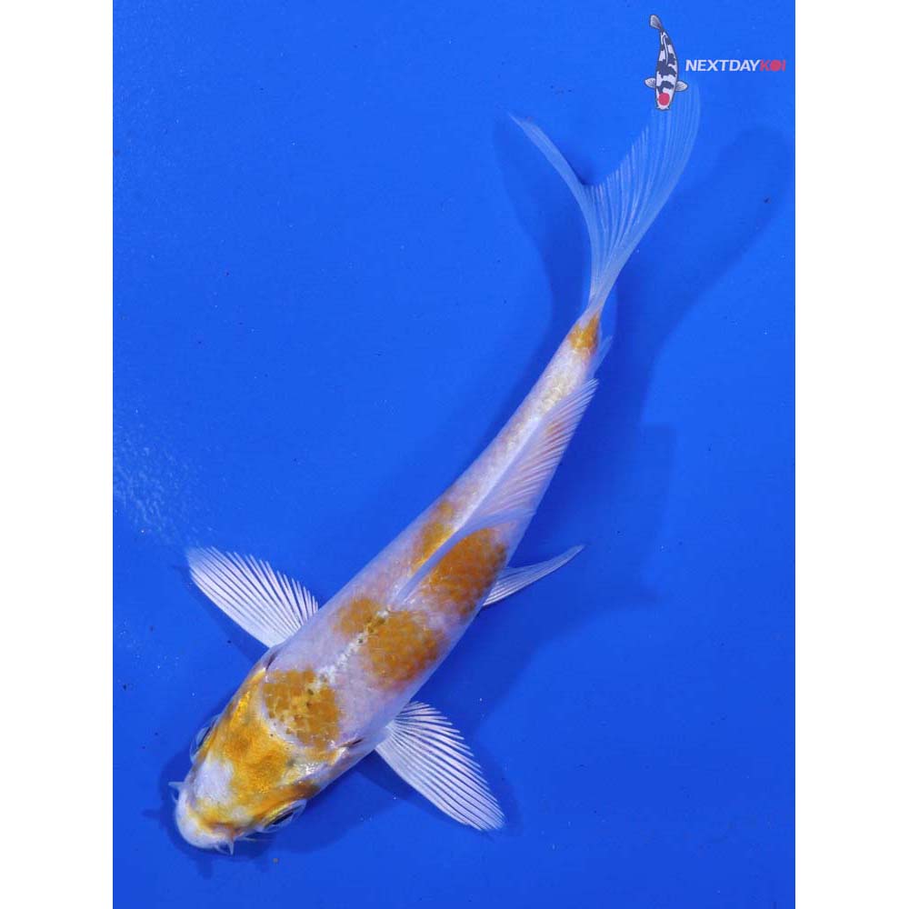 3.5” Imported Lemon Hariwake Butterfly Koi