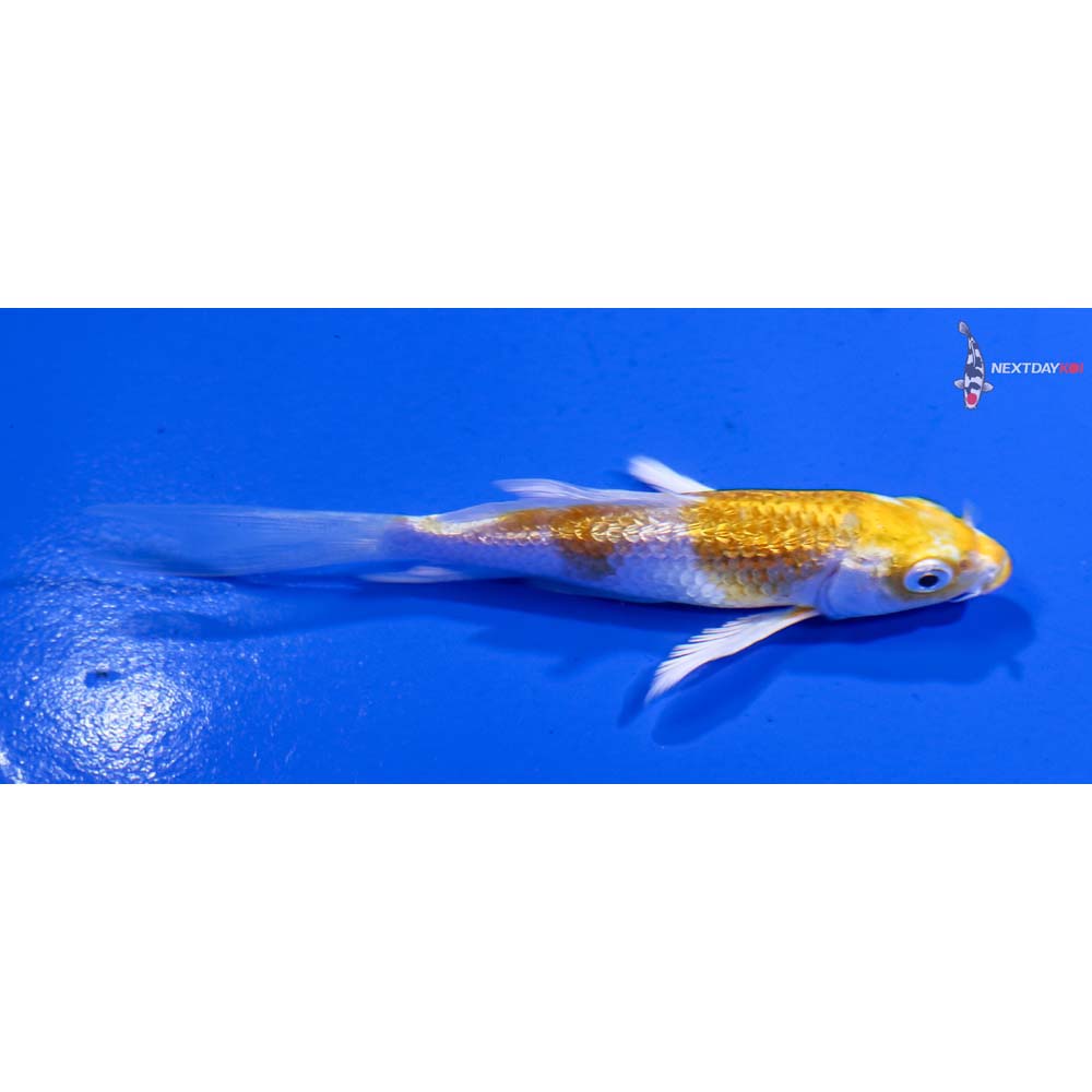 3.5” Imported Gin Rin Lemon Hariwake Butterfly Koi