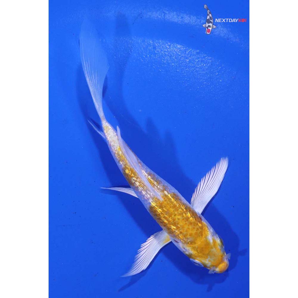 3.5” Imported Gin Rin Lemon Hariwake Butterfly Koi