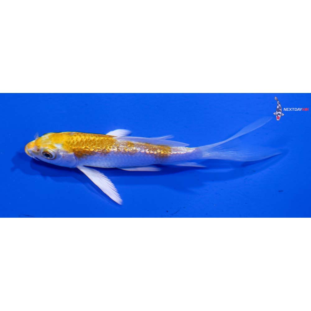 3.5” Imported Gin Rin Lemon Hariwake Butterfly Koi