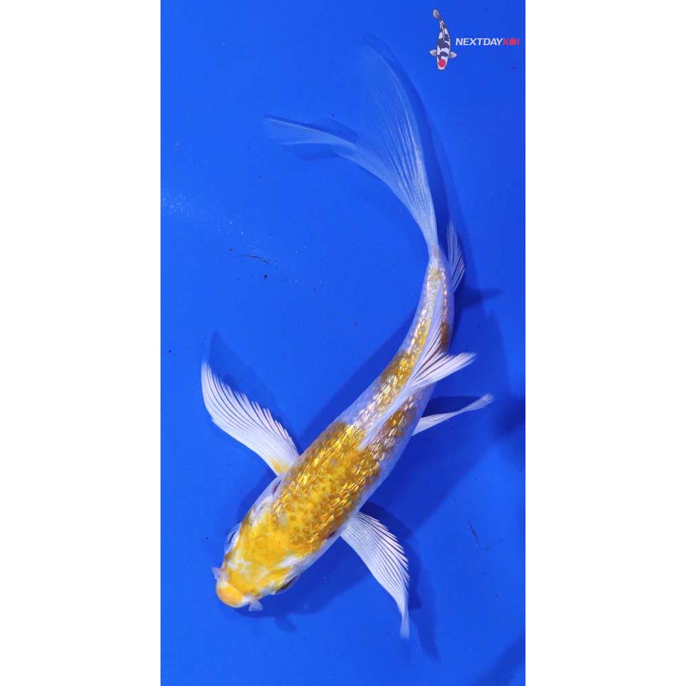 3.5” Imported Gin Rin Lemon Hariwake Butterfly Koi