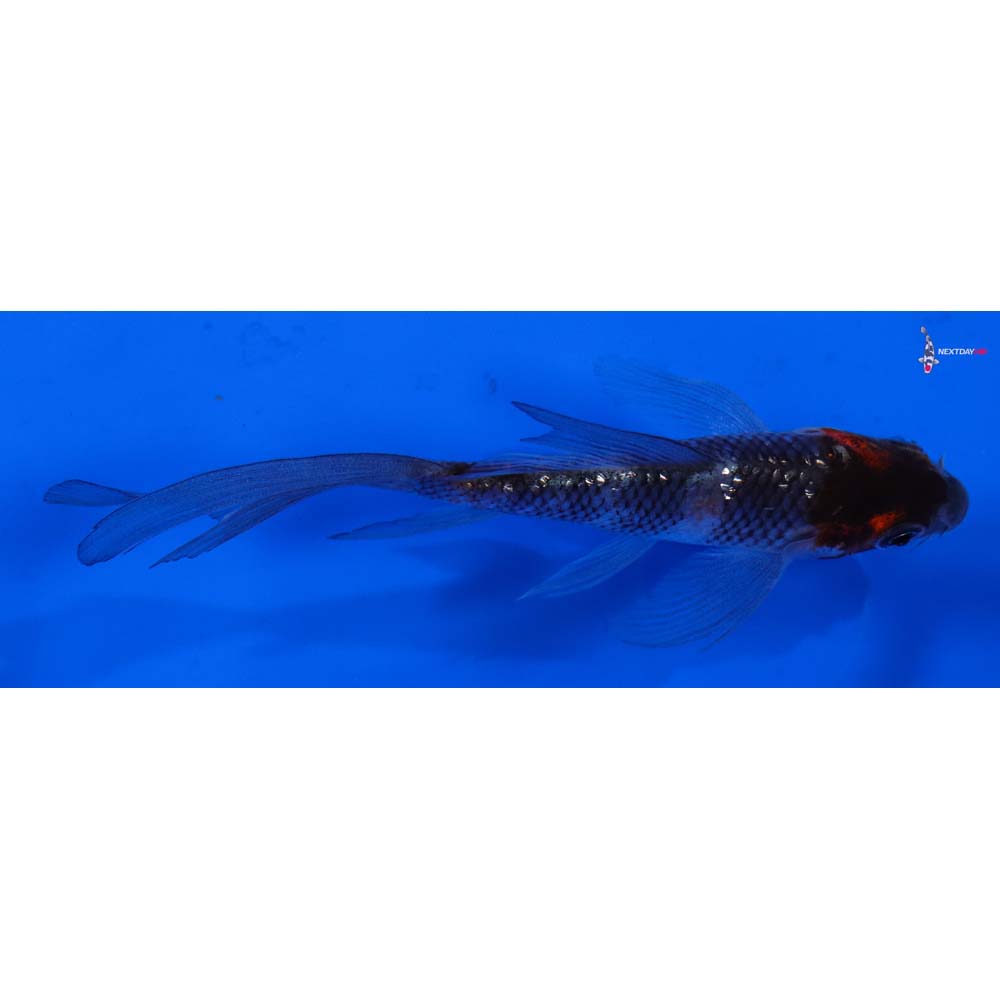 4” Imported Gin Rin Showa Butterfly Koi