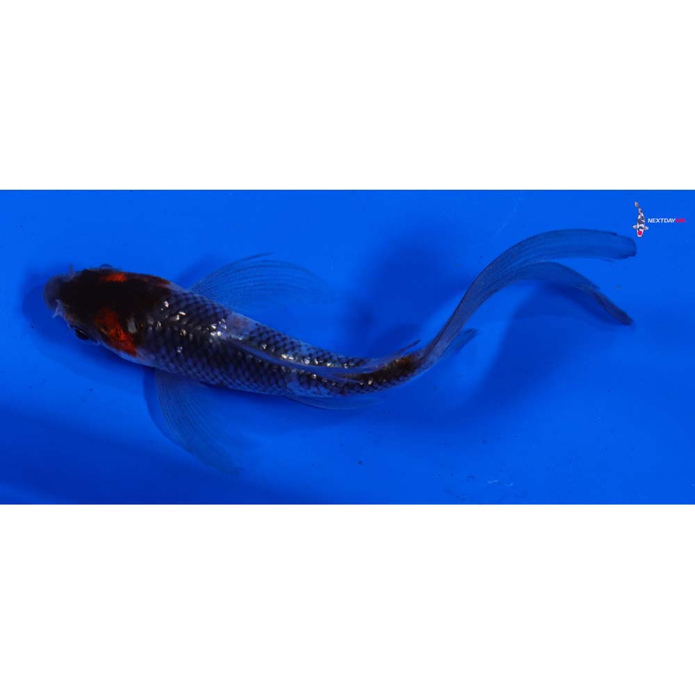 4” Imported Gin Rin Showa Butterfly Koi