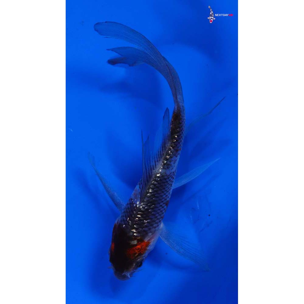4” Imported Gin Rin Showa Butterfly Koi