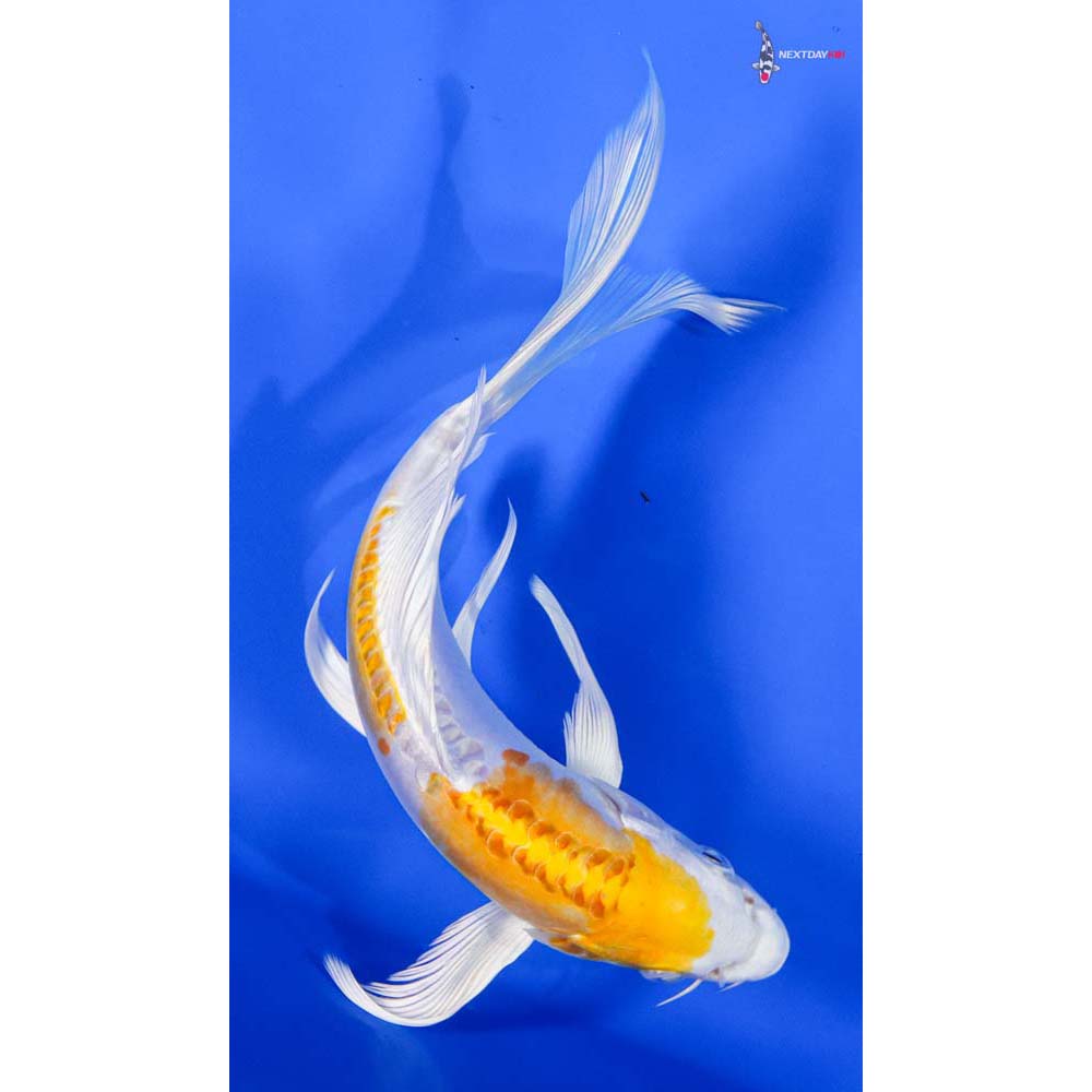 7” Imported Kikusui Butterfly Koi