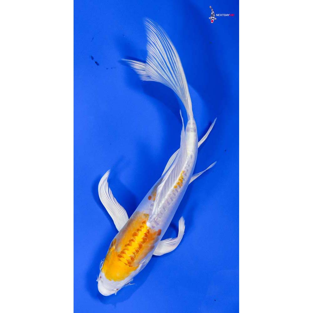 7” Imported Kikusui Butterfly Koi
