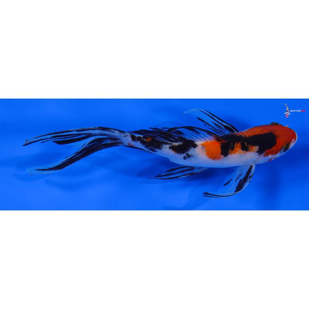 7.5” Imported Sanke Butterfly Koi